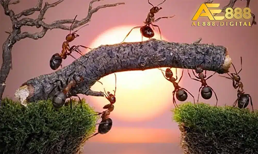 Chi tiết về ý nghĩa giấc mơ thấy kiến cũng như cách luận giải các giấc chiêm bao liên quan đến loài vật siêng năng này.