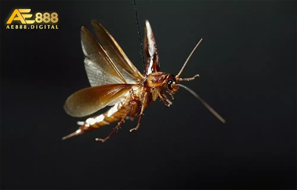 Nằm mơ thấy con gián cũng liên quan đến những con số may mắn nhất định