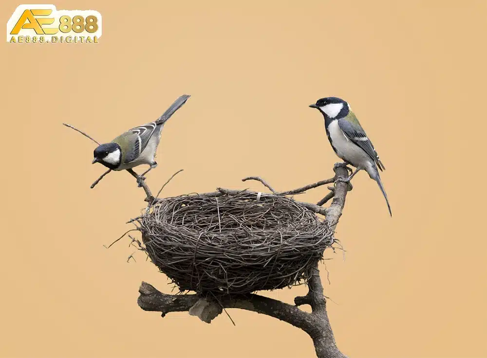 Giấc mơ này thể hiện nỗ lực xây dựng sự nghiệp, tổ ấm của bạn trong thực tế.