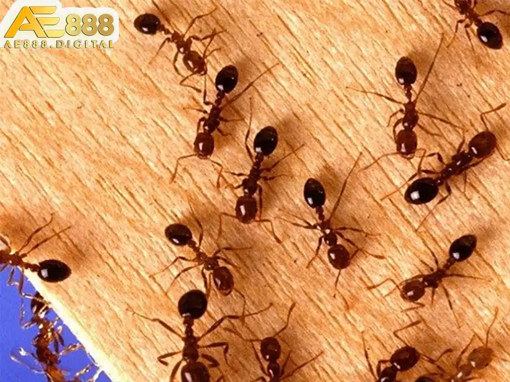Giấc mơ về kiến cũng được nhiều người quan tâm để tìm ra những con số may mắn.