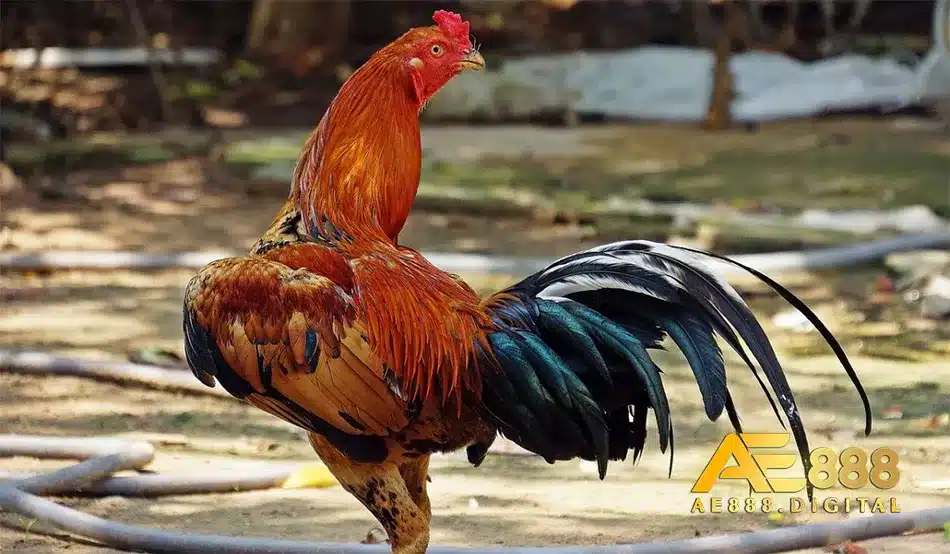 Cách chăm sóc cho gà để phòng bệnh
