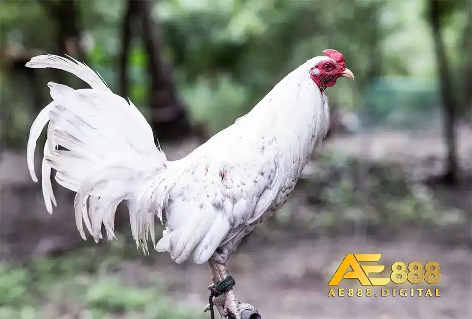 Tiên hành kiểm tra sức khỏe định kì cho gà