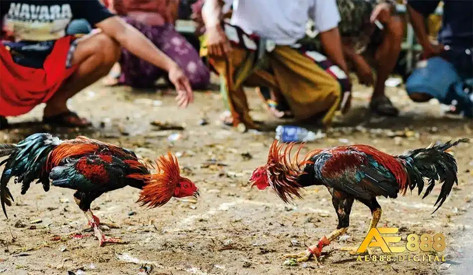 Cách chọn gà chọi đúng với kỹ thuật